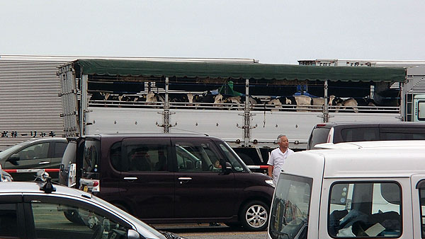 牛さんもドナドナ